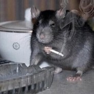 StinkySewerRat