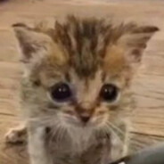 Kitline