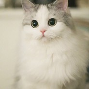 WHlTEKNlGHT