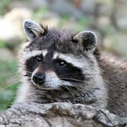 Racoon