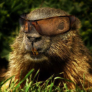 Marmot29
