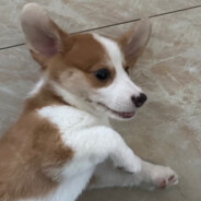 我尽力了