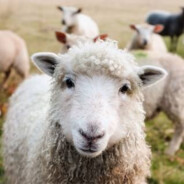 IamSheep