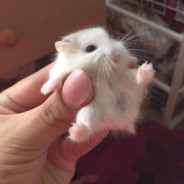 kokstick