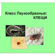 3mka_1337