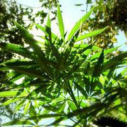 *Mothership*