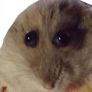 Jåkðß