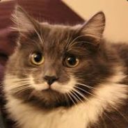 Mr.Catman