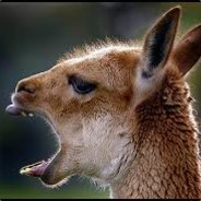 ViCuñA