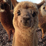 Victorious llama