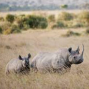 ApexRhino