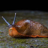 slug