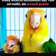 Kurczak_000
