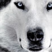 W0LF|KING--