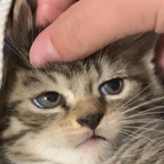 Mat Da Fat Cat