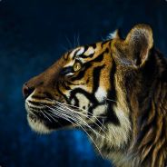 GGhostav