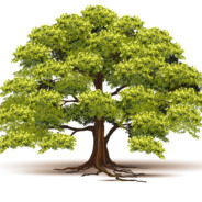 Дуб