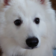 Stinky the Dog