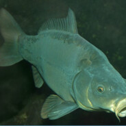 Karp