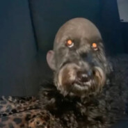 Chien Chauve 2