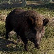 Poomba