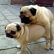 pieder de hond