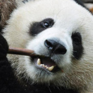 ChytraPanda