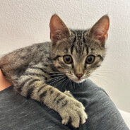 KittyJunior