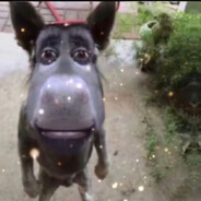 сын сабаки