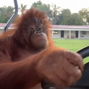 Orangutan Driver