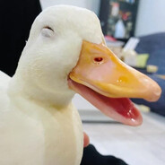 Happy DUCK