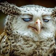 owl