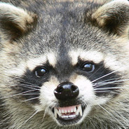 Raccoon420