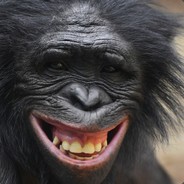 I'M NOT A MONKEY