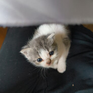 Kit