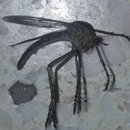 kafelek