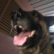 Graminha