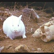Rabbit of Caerbannog