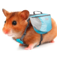 JARNO HAmsteri