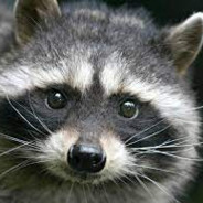 mimicraccoon