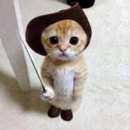 mr.cat