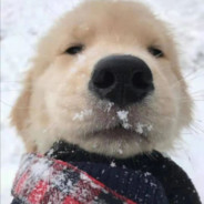 HAP1