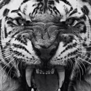 ◄__Swanky_↑_Tigr__►