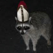 mapache witness