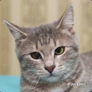 Котик Коммунист