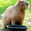 capybara enjoyer