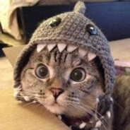 Meow, i'm a shark!