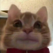 lemezzz