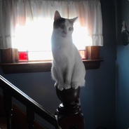 MrSlinky