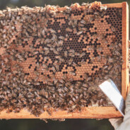 Beekeeper